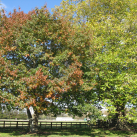 Silver maple- Cambridge Tree Trust